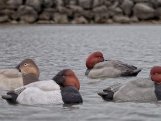 Lets Go Duck Hunting - Diabolical Diver Decoys