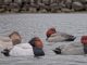 Lets Go Duck Hunting - Diabolical Diver Decoys