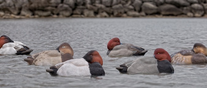 Lets Go Duck Hunting - Diabolical Diver Decoys