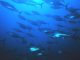 Pacific Bluefin Tuna Numbers Remain Low; but an Increase Detected