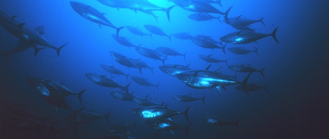 Pacific Bluefin Tuna Numbers Remain Low; but an Increase Detected