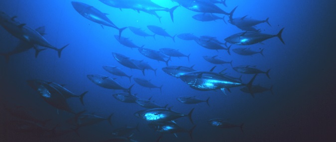 Pacific Bluefin Tuna Numbers Remain Low; but an Increase Detected 