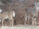 QDMA Asks: Which Doe Should You Take