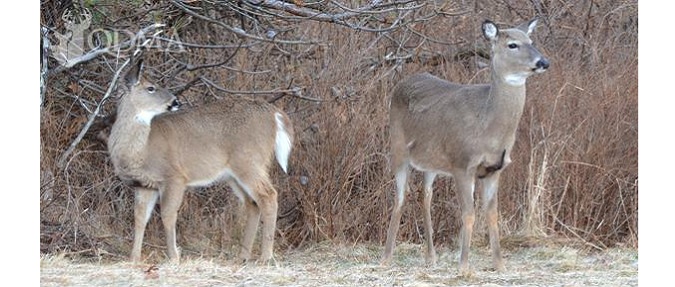 QDMA Asks: Which Doe Should You Take? | OutDoors Unlimited Media and ...
