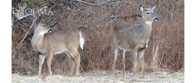 QDMA Asks: Which Doe Should You Take