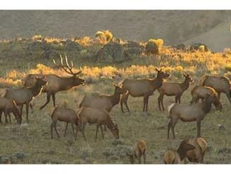 RMEF BOWHUNTING-Strategies for Bulls on Public Land