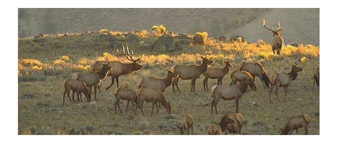 RMEF BOWHUNTING-Strategies for Bulls on Public Land