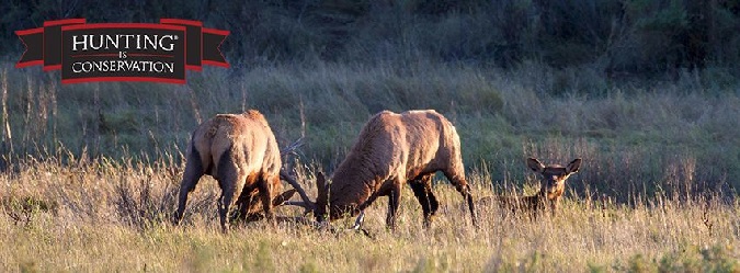 Field Judging Elk