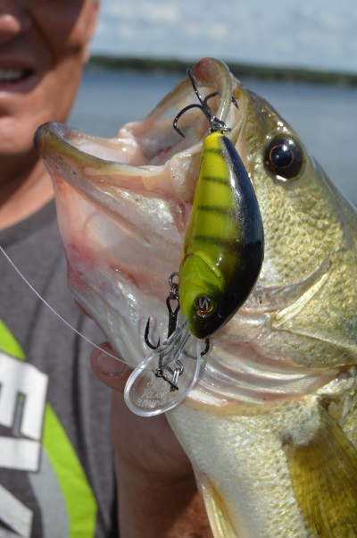 TRY A CRANKBAIT NOW