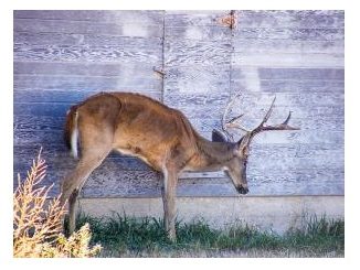 The Fight Against Chronic Wasting Disease