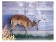 The Fight Against Chronic Wasting Disease