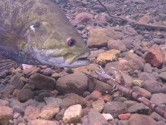 Video - Crayfish That Evade Big Bass