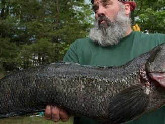 Yet Another Maryland Snakehead Tops World Record