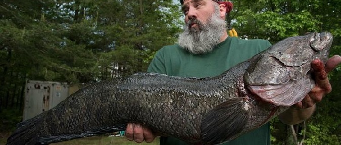 Yet Another Maryland Snakehead Tops World Record