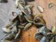 Zebra Mussels Confirmed in 5 Minnesota Lakes