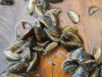 Zebra Mussels Confirmed in 5 Minnesota Lakes