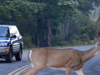 8 Tips For Avoiding a Deer-Vehicle Collision