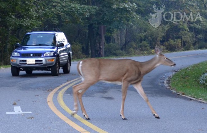 8 Tips For Avoiding a Deer-Vehicle Collision