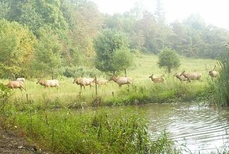 A Growing Elk Herd in Virginia