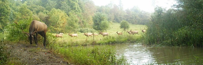 A Growing Elk Herd in Virginia