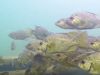 Collossal School of Rock Bass Underwater