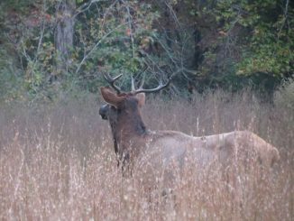 Elk Appear in South Carolina for First Time in Two Centuries
