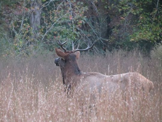 Elk Appear in South Carolina for First Time in Two Centuries 