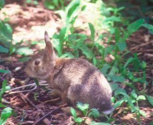 HUNTABLE RABBIT POPULATIONS