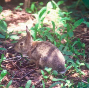 HUNTABLE RABBIT POPULATIONS