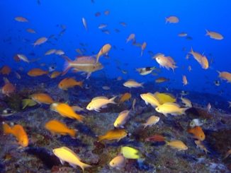 Hawaiian deep coral reefs home to unique species