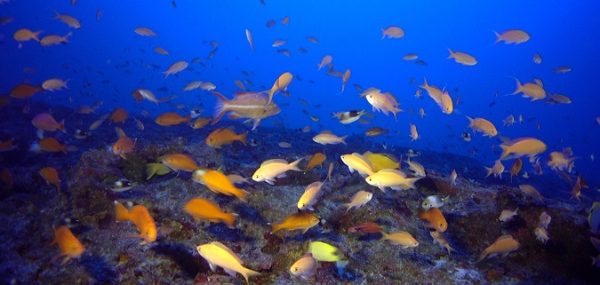 Hawaiian deep coral reefs home to unique species