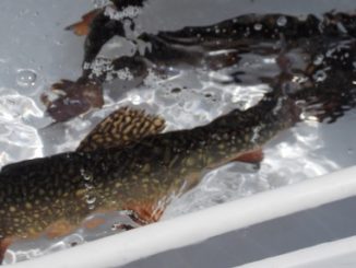 Idaho Fish and Game Develops New Way to Control Fish Populations