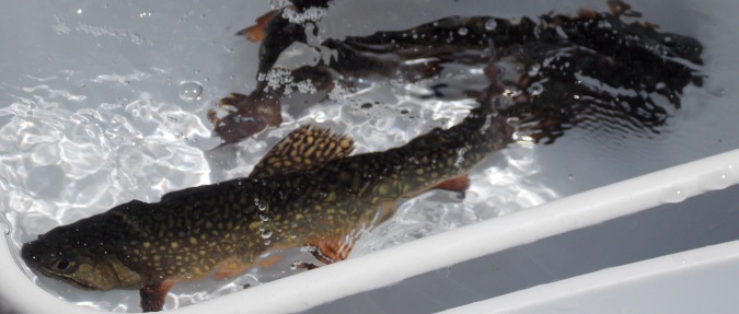 Idaho Fish and Game Develops New Way to Control Fish Populations