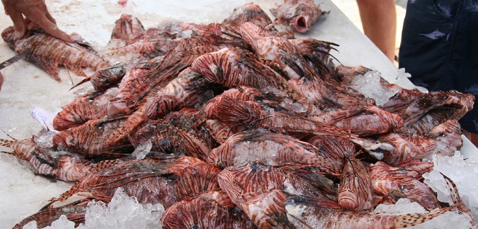 Lionfish Challenge comes to a close; 16,609 total removed