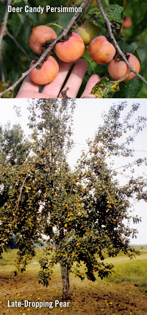 Make Chestnut Hill's Fruit Trees Part of Your Habitat Management Program