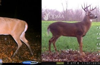 QDMA - The 7 Sins of Aging Bucks on the Hoof