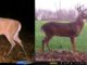 QDMA - The 7 Sins of Aging Bucks on the Hoof