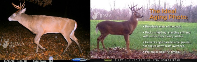 QDMA - The 7 Sins of Aging Bucks on the Hoof