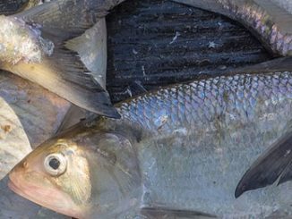 Search the Bay Journal site-New plan to protect shad and river herring rebuffed