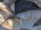 Search the Bay Journal site-New plan to protect shad and river herring rebuffed