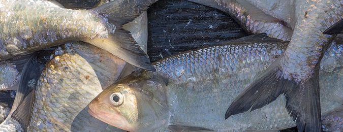 Search the Bay Journal site-New plan to protect shad and river herring rebuffed