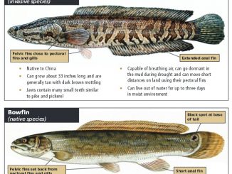 Arkansas-Fight Against Snakeheads Far from Over