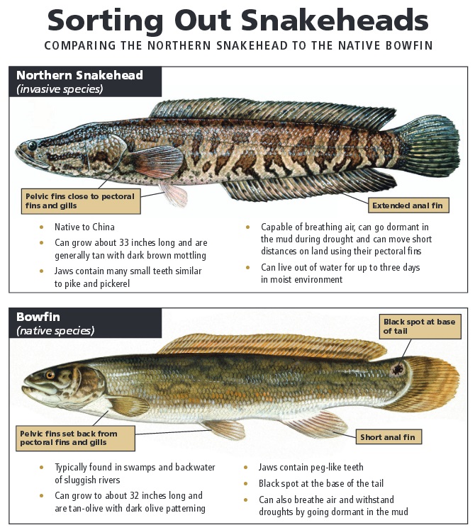 Arkansas-Fight Against Snakeheads Far from Over 