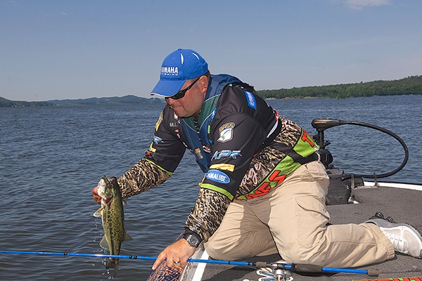 As Water Starts Cooling, Bass Follow Baitfish into Shallow Waters