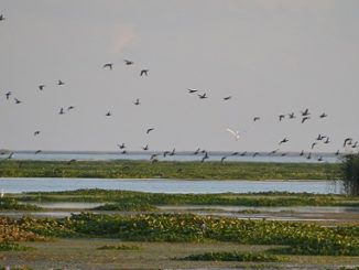 CCA, Ducks Unlimited team up for Gulf Coast restoration