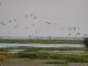 CCA, Ducks Unlimited team up for Gulf Coast restoration