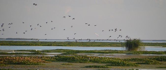 CCA, Ducks Unlimited team up for Gulf Coast restoration