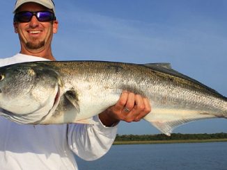 Chase Bluefish It's Worth The Chase