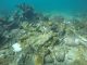 Coral Restoration Work Underway after Hurricane Matthew