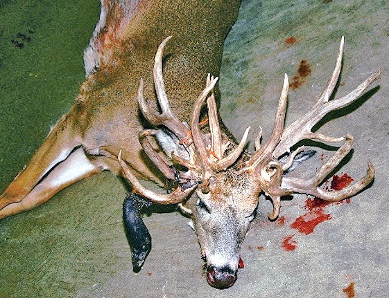 Ever Seen a 30-Point Doe